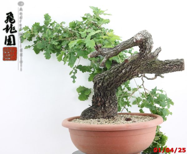 Quercus pubescens - immagine 12