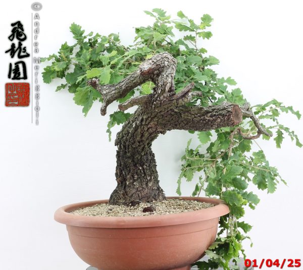 Quercus pubescens - immagine 13