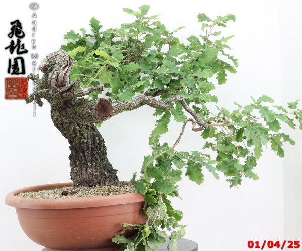 Quercus pubescens - immagine 8