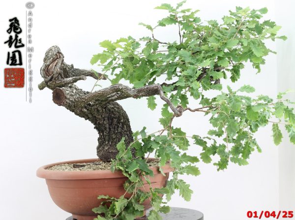 Quercus pubescens - immagine 7
