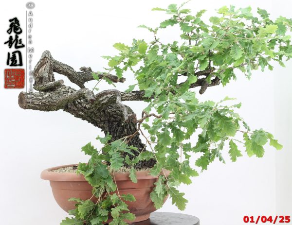 Quercus pubescens - immagine 6