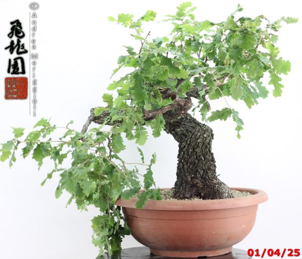 Quercus pubescens - immagine 5