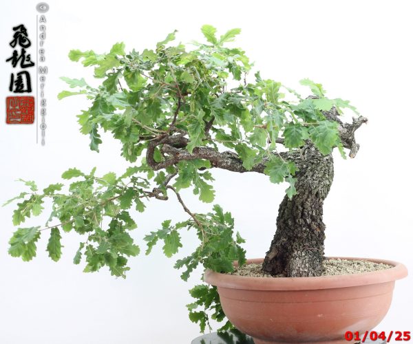 Quercus pubescens - immagine 4