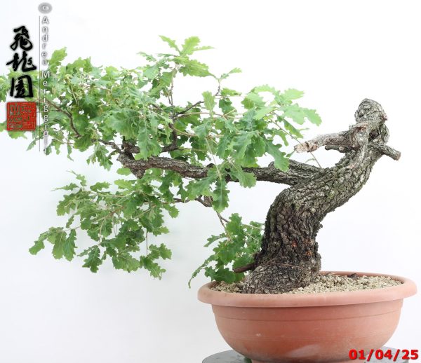 Quercus pubescens - immagine 3