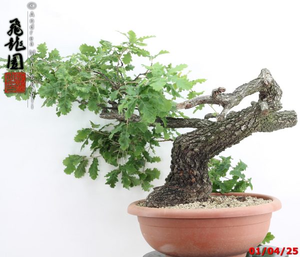 Quercus pubescens - immagine 2