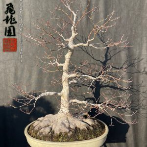 Acer palmatum