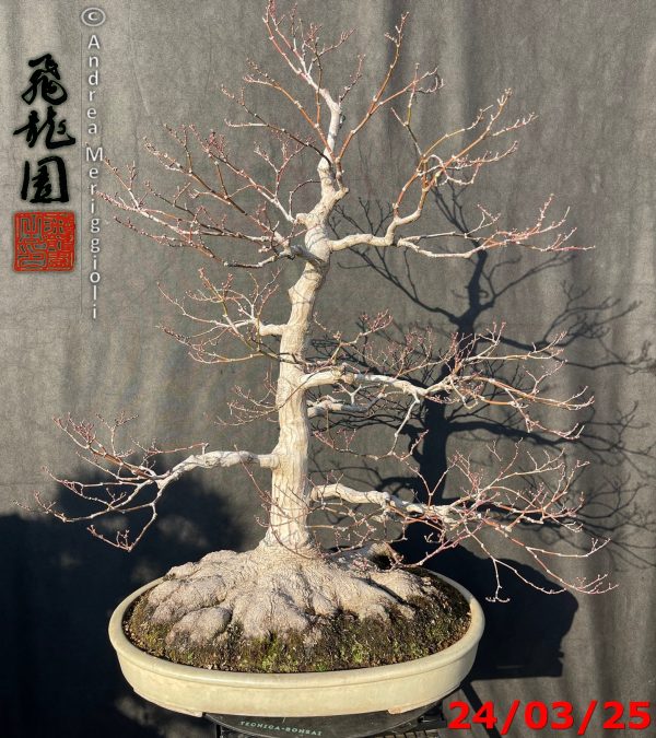 Acer palmatum
