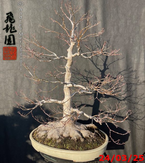 Acer palmatum - immagine 2