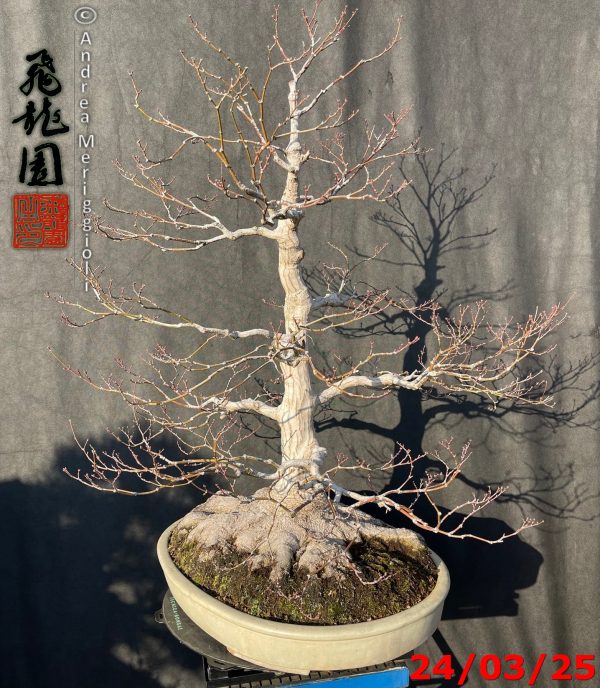 Acer palmatum - immagine 3