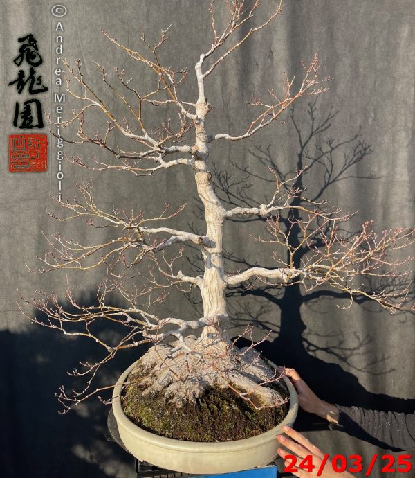 Acer palmatum - immagine 4