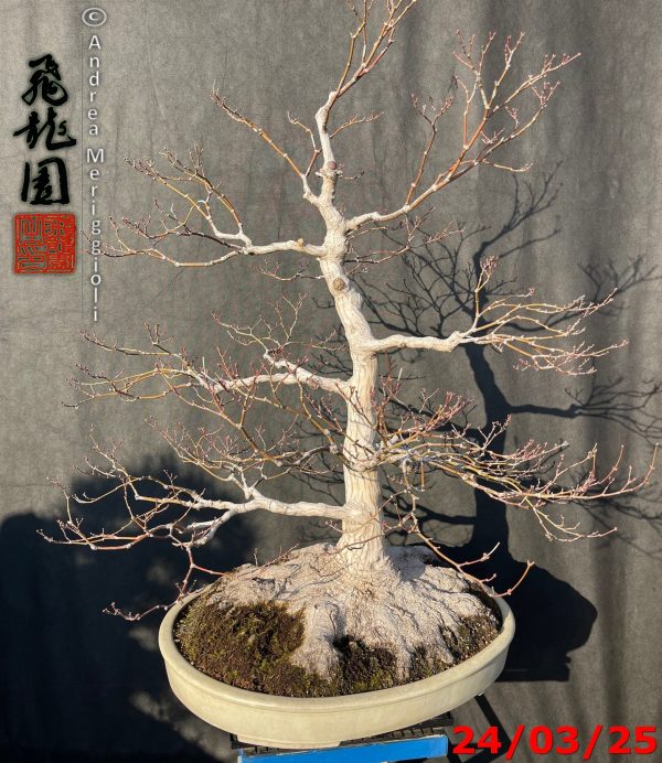 Acer palmatum - immagine 5