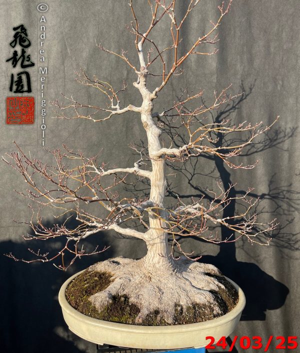Acer palmatum - immagine 6
