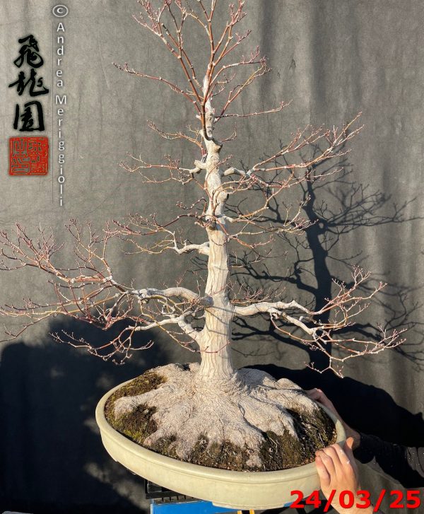 Acer palmatum - immagine 7