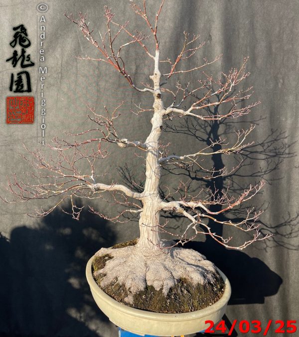 Acer palmatum - immagine 8