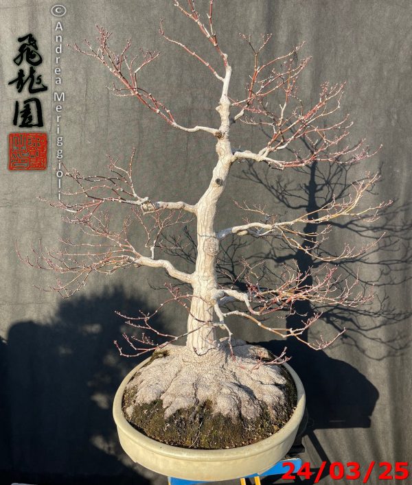 Acer palmatum - immagine 9