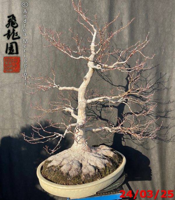 Acer palmatum - immagine 10