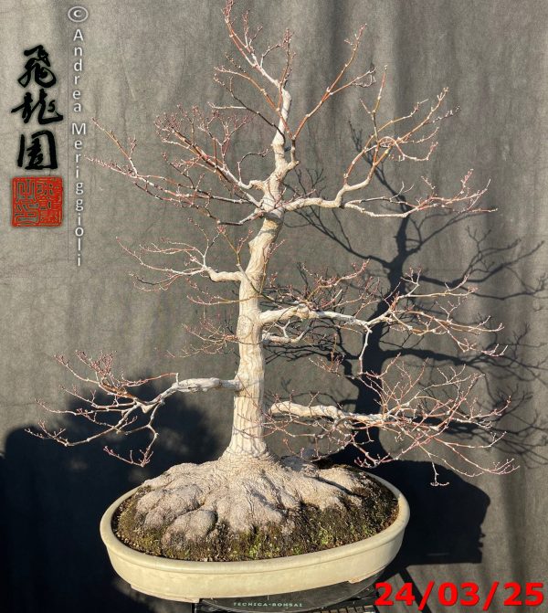 Acer palmatum - immagine 11