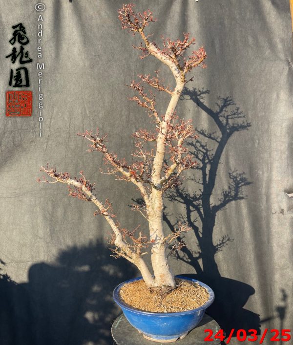 Acer palmatum kotohime - immagine 2