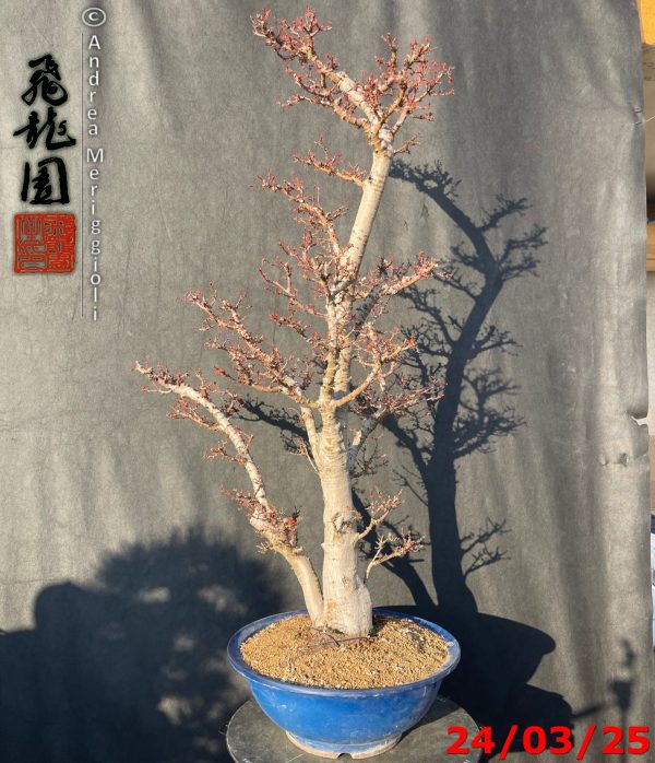 Acer palmatum kotohime - immagine 3