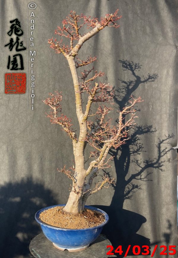 Acer palmatum kotohime - immagine 6