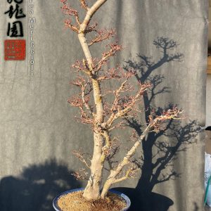 Acer palmatum kotohime