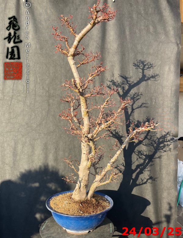 Acer palmatum kotohime