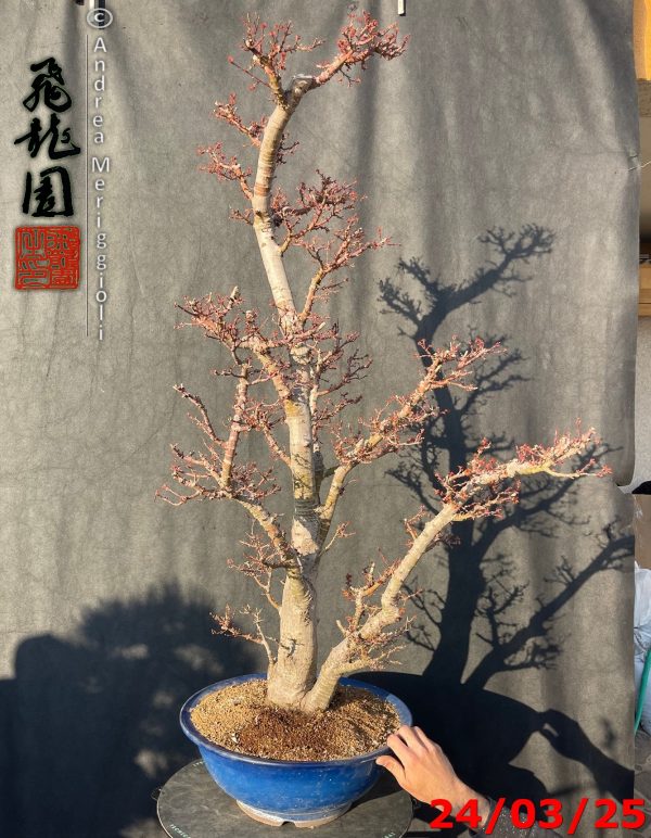 Acer palmatum kotohime - immagine 7
