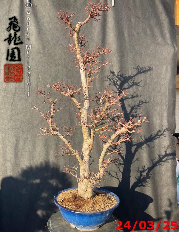 Acer palmatum kotohime - immagine 8