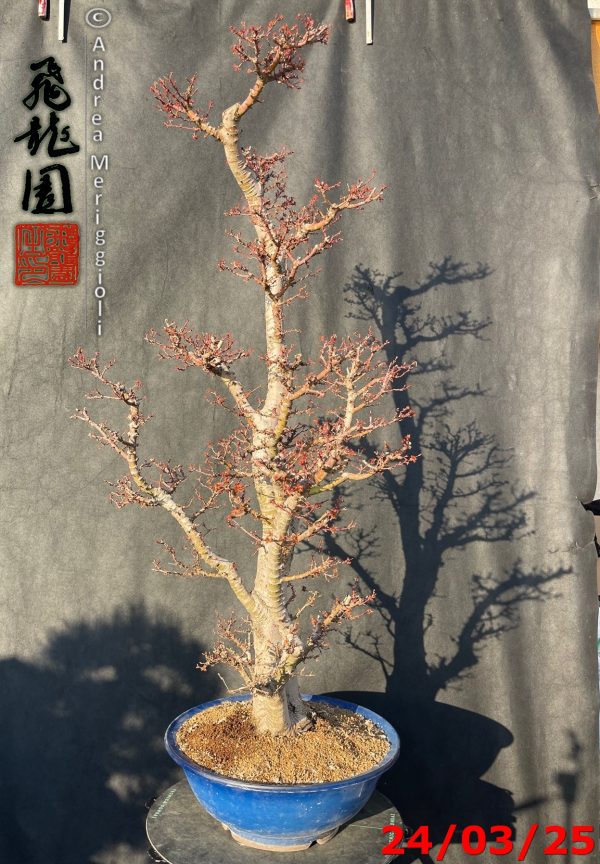 Acer palmatum kotohime - immagine 9