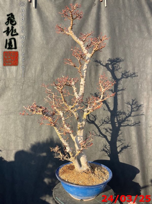Acer palmatum kotohime - immagine 10