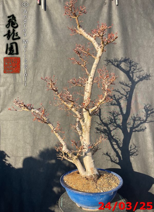Acer palmatum kotohime - immagine 11