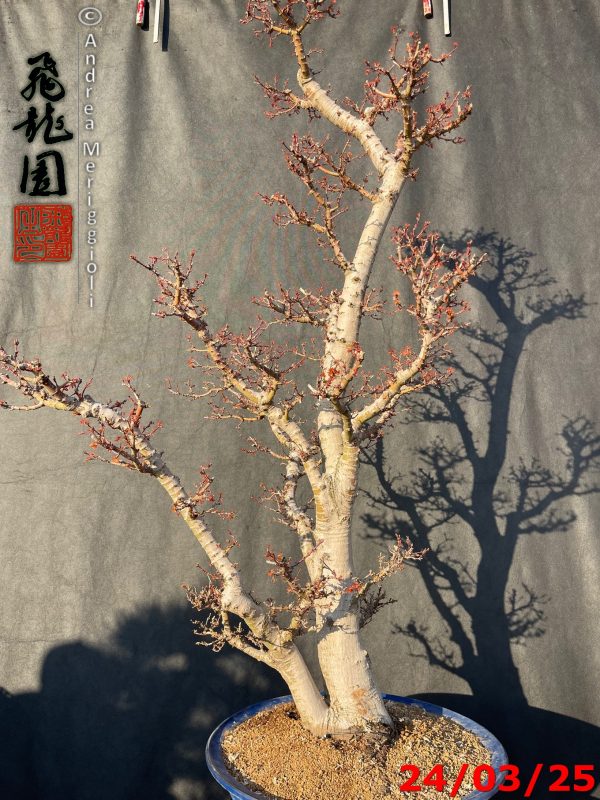 Acer palmatum kotohime - immagine 12