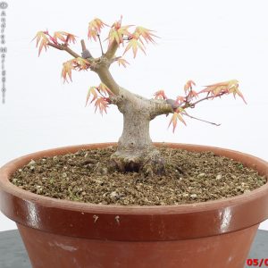 Acer palmatum shohin