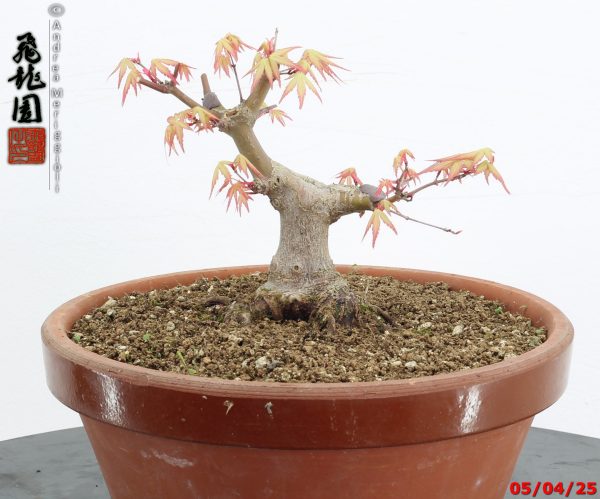 Acer palmatum shohin