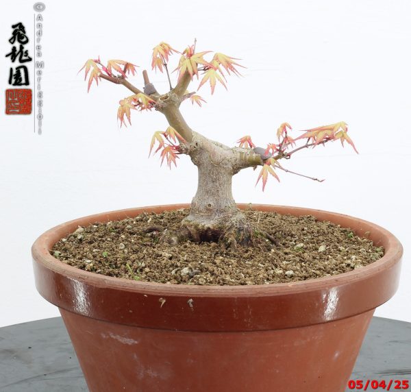 Acer palmatum shohin - Image 2