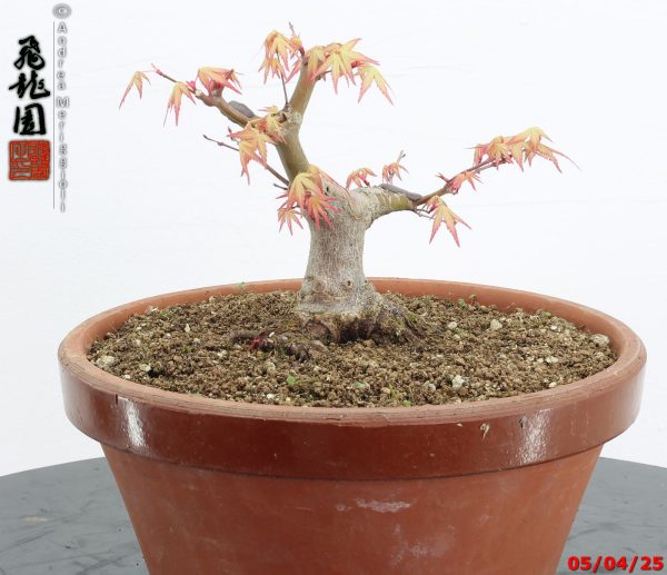 Acer palmatum shohin - Image 3
