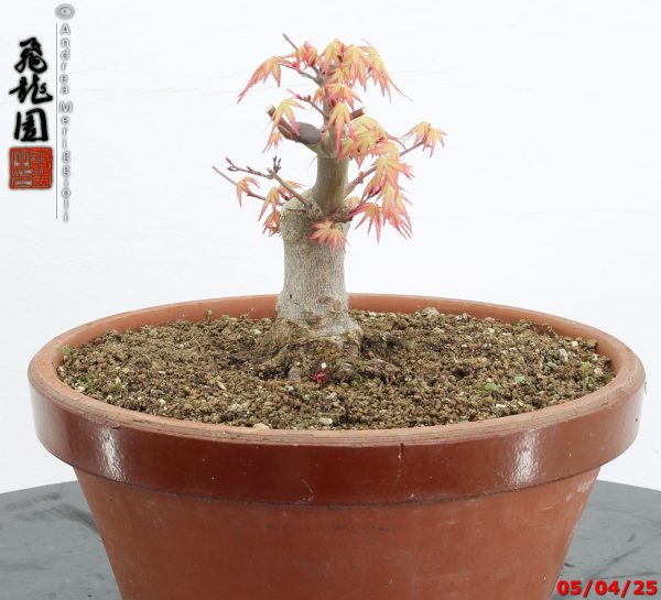 Acer palmatum shohin - Image 4