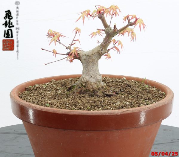 Acer palmatum shohin - Image 5