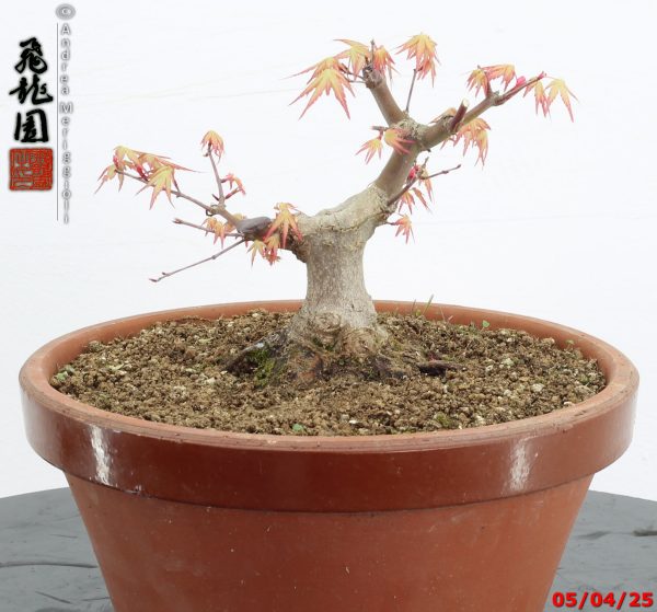Acer palmatum shohin - Image 6