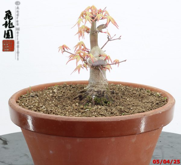Acer palmatum shohin - Image 8