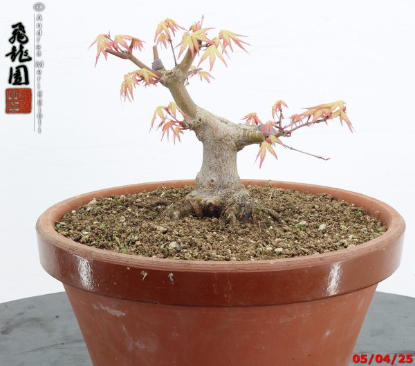 Acer palmatum shohin - Image 9