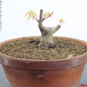 Acer palmatum shohin