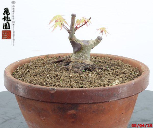 Acer palmatum shohin