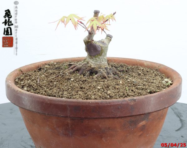 Acer palmatum shohin - immagine 2