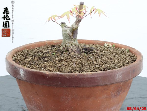 Acer palmatum shohin - immagine 3