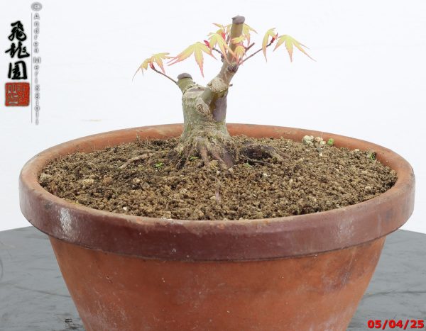 Acer palmatum shohin - immagine 4