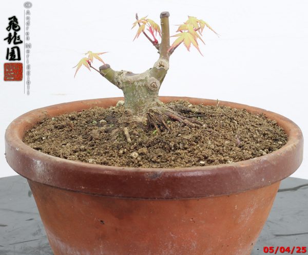 Acer palmatum shohin - immagine 5