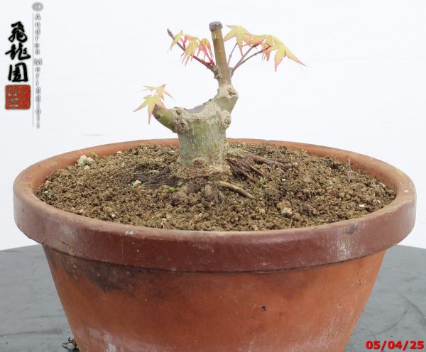 Acer palmatum shohin - immagine 6