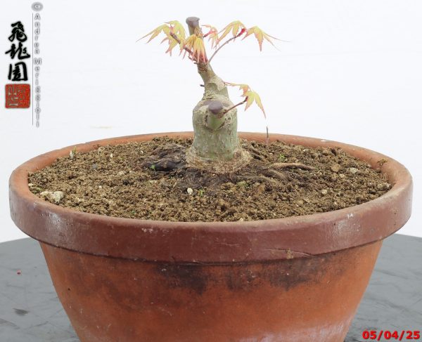 Acer palmatum shohin - immagine 7