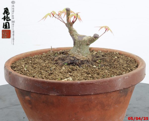 Acer palmatum shohin - immagine 8